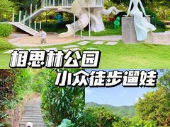 -银湖山郊野公园-相思林