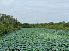 -东湖落雁景区