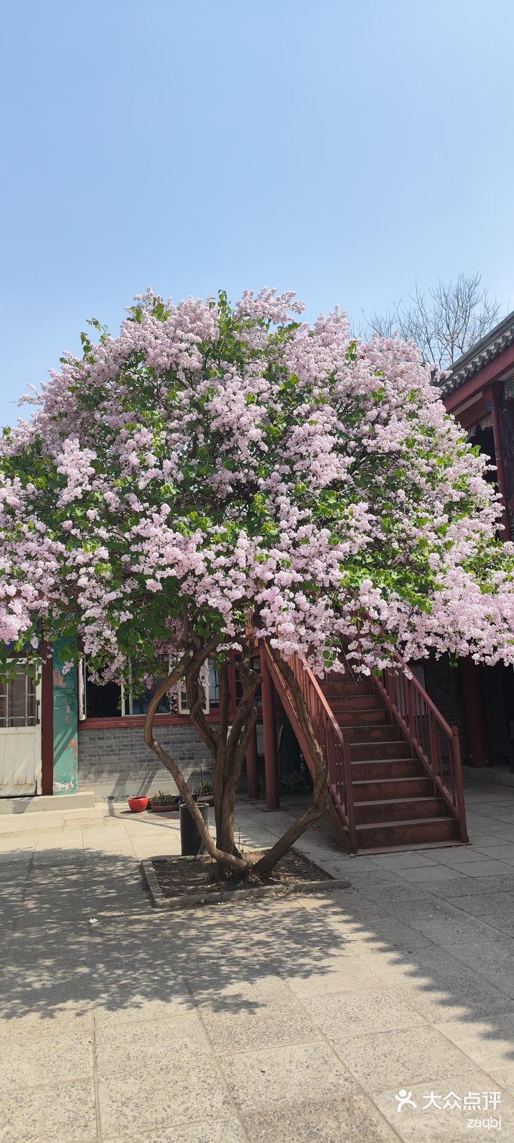 最美的丁香花树