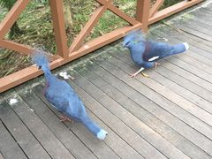 -吉隆坡雀鸟公园