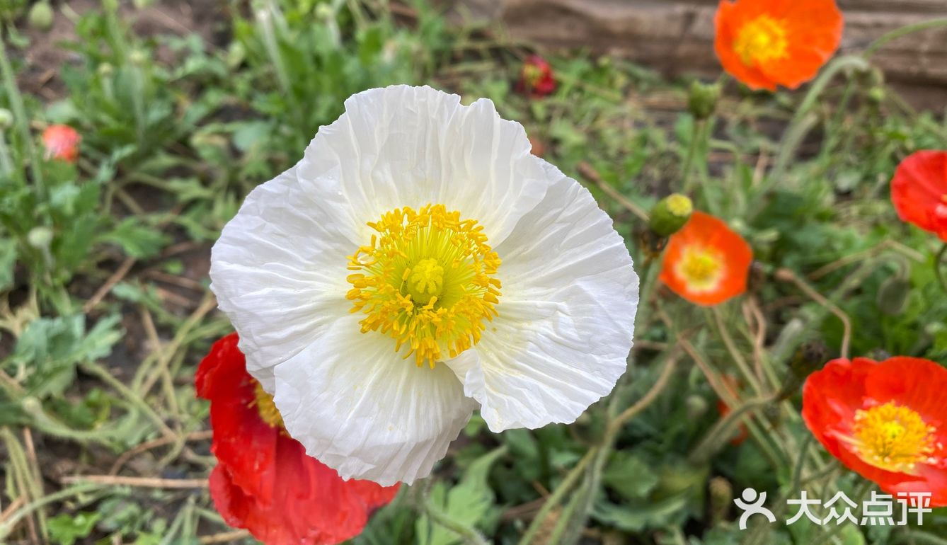 花都开好了，就等你来