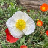 花都开好了，就等你来