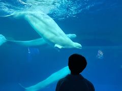 -秦皇岛乐岛海洋王国