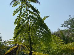-中国科学院西双版纳热带植物园