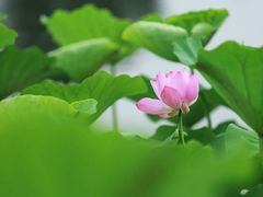 -咸阳湖景区