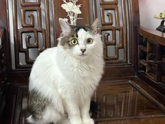 -立德动物医院·重症转诊·24H夜诊·CT·心脏彩超(顺德中心分院)