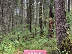 -汤旺河林海奇石景区
