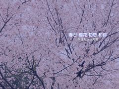 -顾村公园
