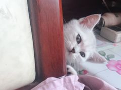 -宠爱国际动物医院· 猫科· 外科·中兽医(长白店)