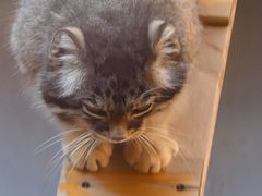 -青藏高原野生动物园