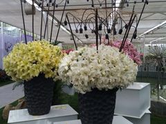 iphone_upload_pic-上海鲜花港