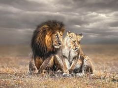 -罗红摄影艺术馆