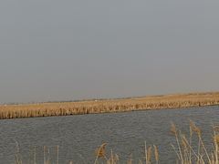-哈素海