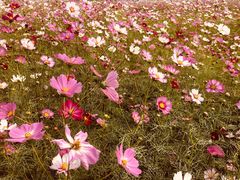 -皇粮浜湿地公园