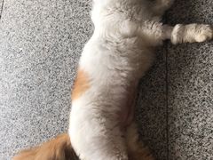 -瑞派动物医院·绝育·犬猫全科·预防医学(光景江南中店)