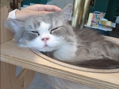 -飞行喵MR PILOT|猫舍·猫咖(静安大融城店)