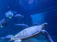 -西安曲江海洋极地公园