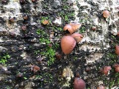 景点-瑞丽独树成林风景区