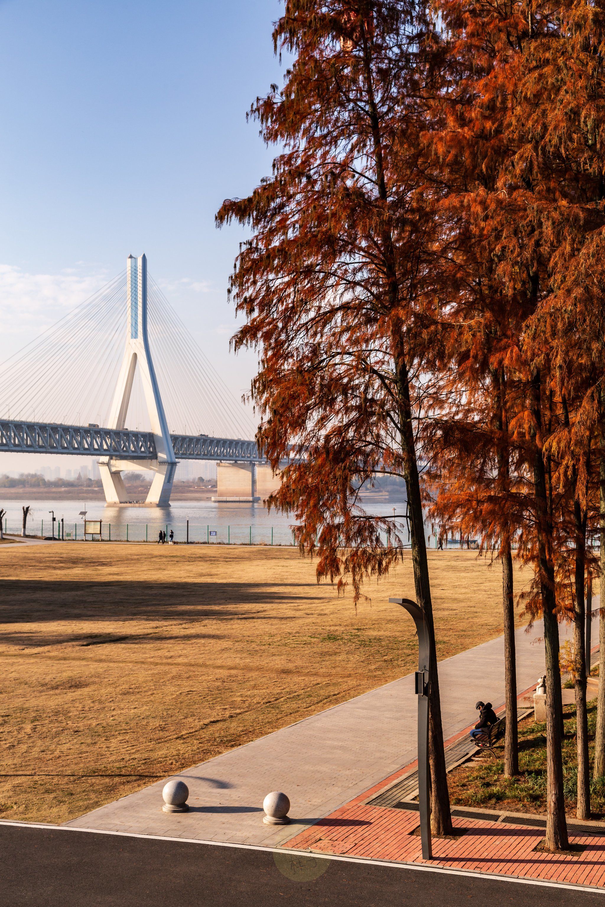 天兴洲大桥下面有一大片好看的红杉林