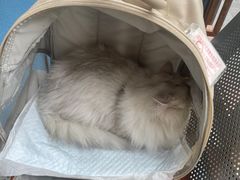 -创凡宠物医院·骨专科  猫科中心(西乡分院)