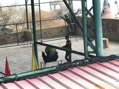-东方熊牧场