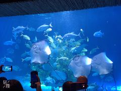 -华夏文旅海洋公园