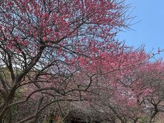 -庐山风景名胜区-东林大佛