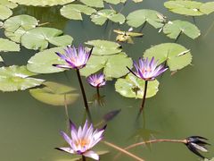 -国家植物园南园