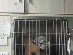 -半岛宠物医院24小时(科华中路店)