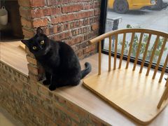 -豆逗聊愈猫阁Easy Life
