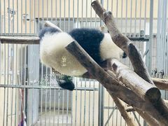 -成都大熊猫繁育研究基地
