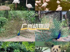 -广州动物园