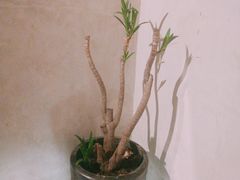 -几荷·恰似故人来(秀水广场店)