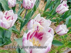 -无锡梅园公园