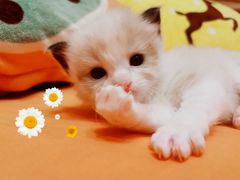 -70cat德文卷毛猫·缅因猫纯种猫舍