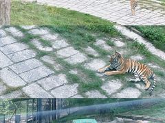 -深圳野生动物园