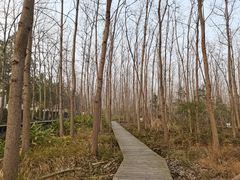 -合肥滨湖国家森林公园