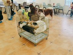 -Let's go狗咖·猫咖·奶狗·桌游(春熙路IFS店)