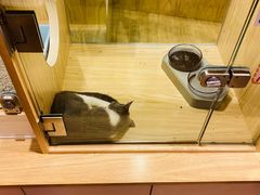 -屋虎猫馆(宝安大仟里店)