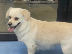 -博特宠物医院24h犬猫全科.骨科·异宠