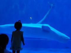 -芜湖新华联大白鲸海洋公园