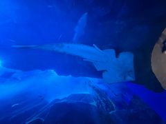 -迪拜水族馆及水下动物园