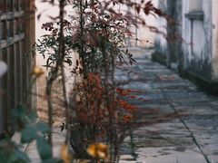 -青果巷历史文化街区