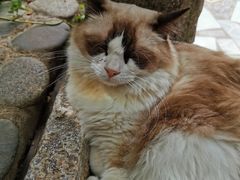 -喵屿·大理花园猫咖