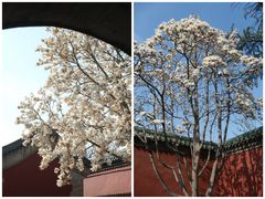 -天坛公园