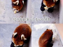 -泉州海丝野生动物世界