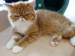 -瞄一喵猫咖(格力海岸店)