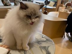 -瞄一喵猫咖(格力海岸店)