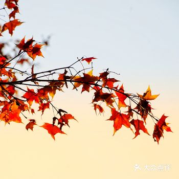 郊野公园也能拍出如诗一样的金秋