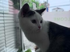 -艾吉宠物医院·疑难杂症转诊中心·猫友好(碧江路院)
